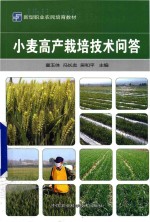 小麦高产栽培技术问答